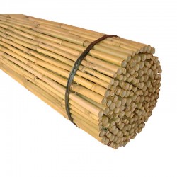 Καλαμωτή Μασίφ 150x300